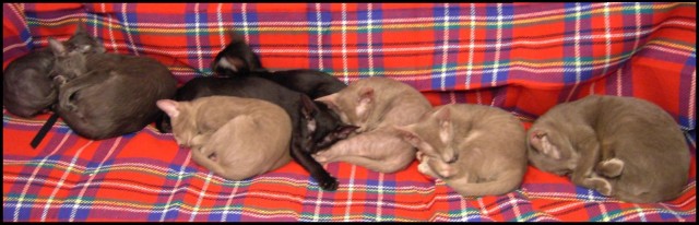 Süße OKH Katzenbabys - Orientalische Kurzhaar - Bochum