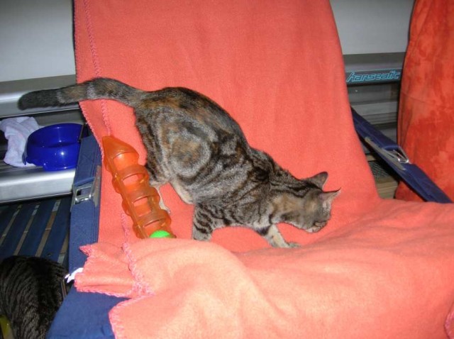 Leoncia, schüchtern, deshalb kein Zuhause? - Hauskatzen - Oberhausen