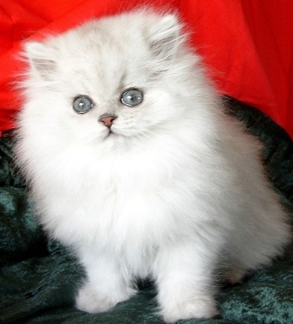 Perserkaterchen - Perser - Bünde