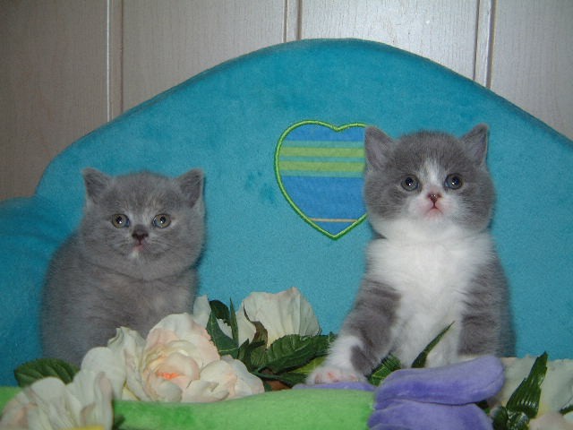 British Kurzhaar Wünderschöne Kartäuser und BKH Babys mit Pap. - British Kurzhaar - Berlin