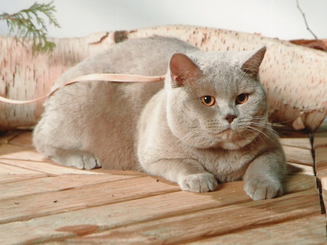BKH Deckkater lilac, Blutgruppe B, hat Decktermine frei - Deckkater - 28719