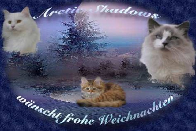 Sibirer & Nevas from Arctic Shadows - Sibirische Katze - Rüsselsheim