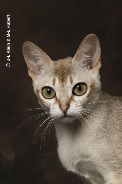 Singapura Babys - Katzen Sonstige - Eschborn