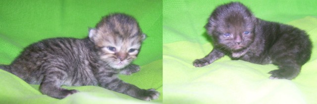Nur noch 2 hübsche Persermädchen - Perser - 