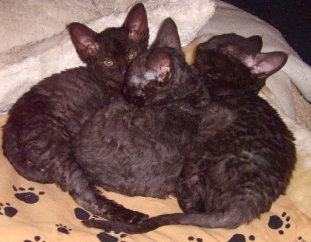 Schwarze German Rex-Babies - German Rex - Lengede