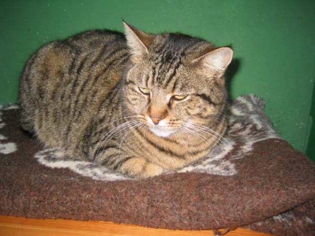Paca, Endstation Tierheim? - Hauskatzen - Oberhausen