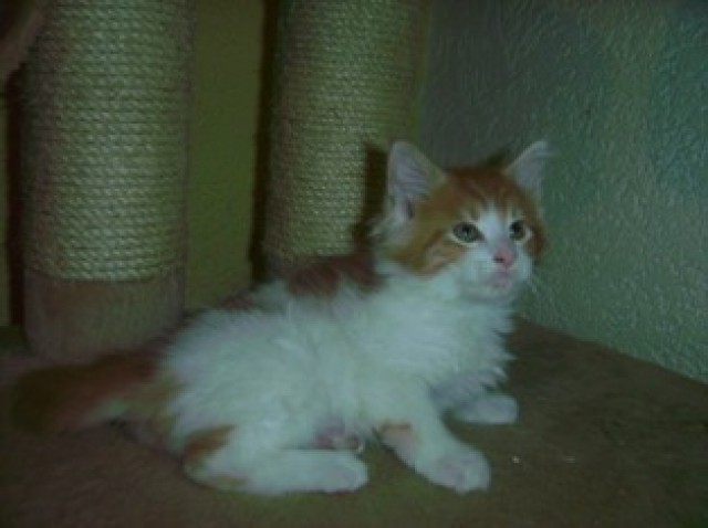 Traumhaft schöne maine Coon Kitten - Maine Coon - gladbeck
