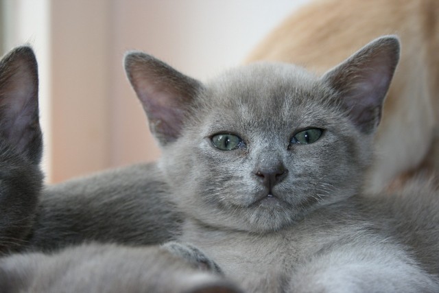 Niedliche Burmakitten zu verkaufen - Burma - Poing