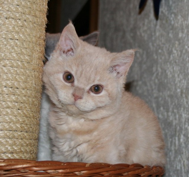 * Mega verschmustes Creme ~ Bärchen * - Selkirk Rex - Kamp - Lintfort