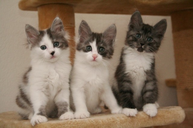 Türkisch Angora Kitten - Katzen Sonstige - Mönchengladbach