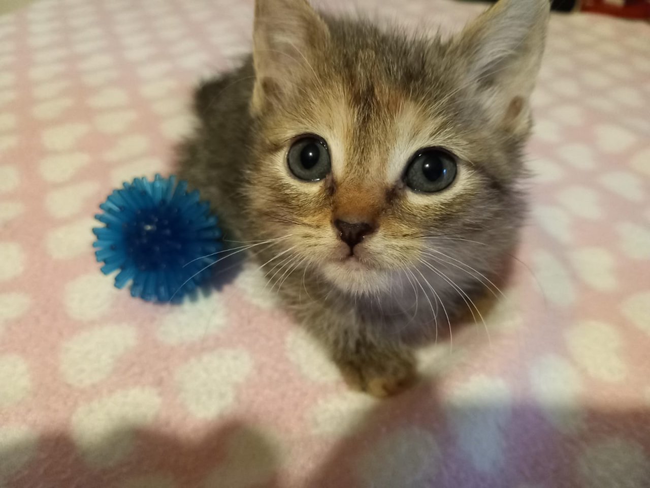 Mainecoon Mix Kitten - Mischling - Löhne