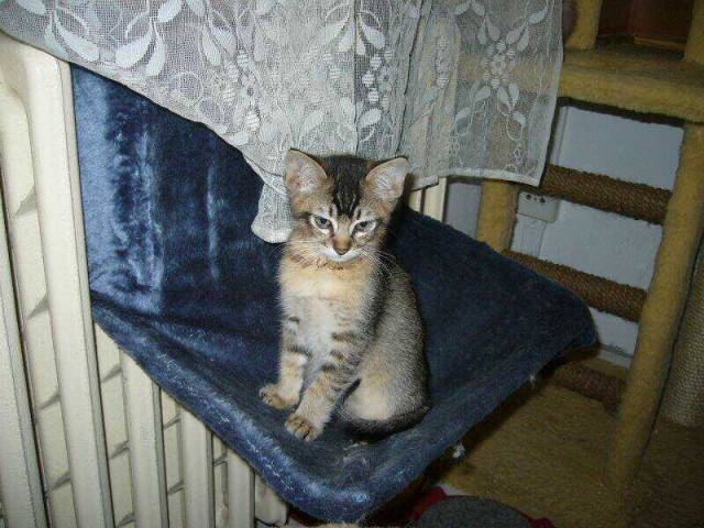 Burmilla Kätzchen - Katzen Zubehoer - Kladno