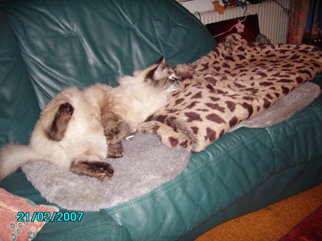 Schöner sibirischer Waldkater - Sibirische Katze - Altusried