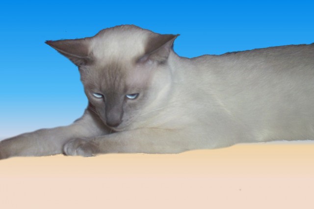 Siam Deckkater - Siam - Münster
