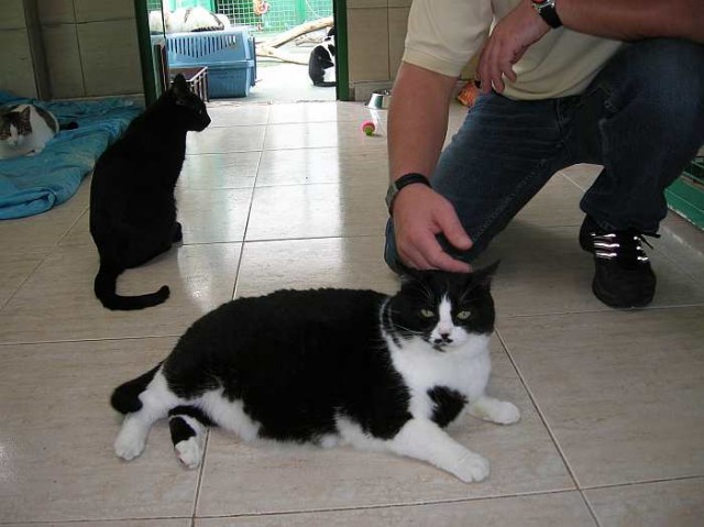 Notfall Tach, ich darf nicht aufgeben!!!! - Hauskatzen - Oberhausen