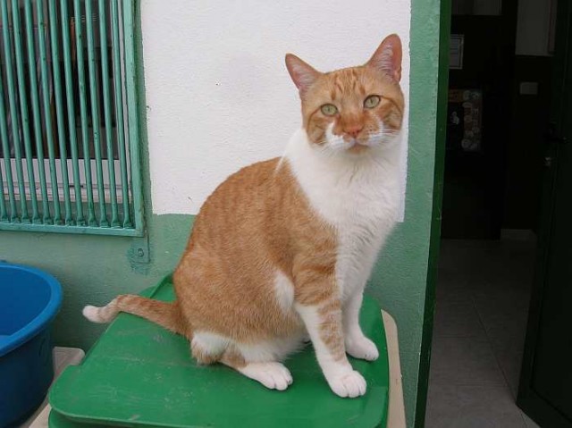 Herr O., nur für katzenerfahrene Leute - Hauskatzen - Oberhausen