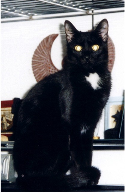 Dringend neues Zuhause gesucht!!!! - Hauskatzen - Bernau