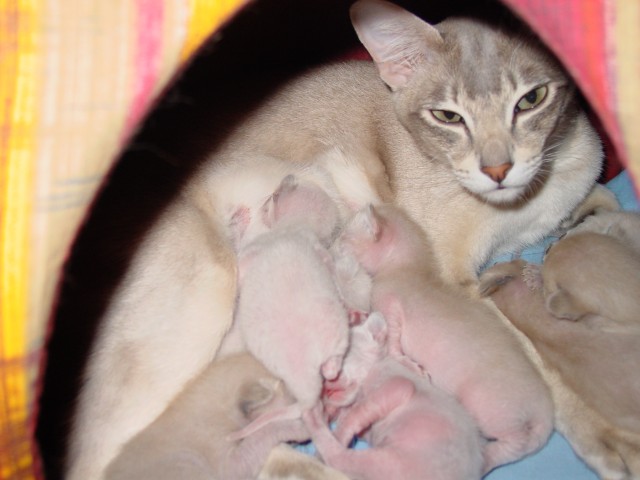 Tonkanesen-Kitten - Tonkanese - Wenden