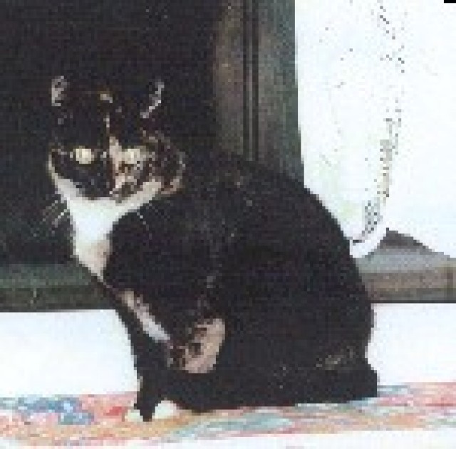 Lisa sucht ein neues Zuhause !!! - Mischling - Duisburg
