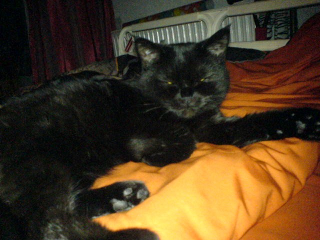 Suche Deckkater - Kartäuser / BKH - Deckkater - Münster