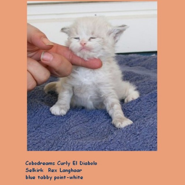 Selkirk Rex Langhaar colourpoint - Selkirk Rex - Hannover