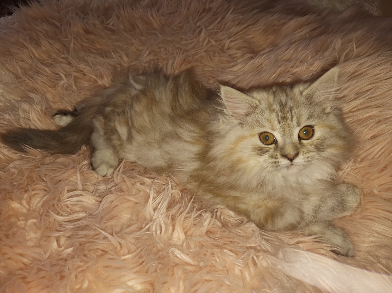 Sibirische Waldkatzen Kitten - Sibirische Katze - Potsdam