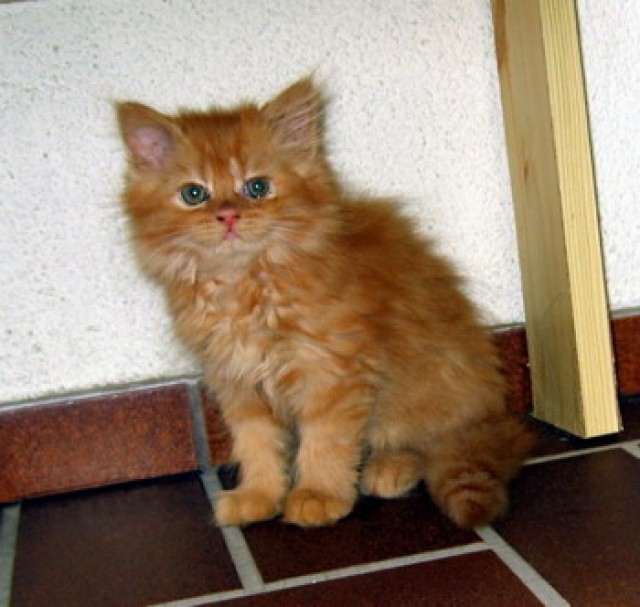 Süße Perserbabys abzugeben - Perser - Wertheim