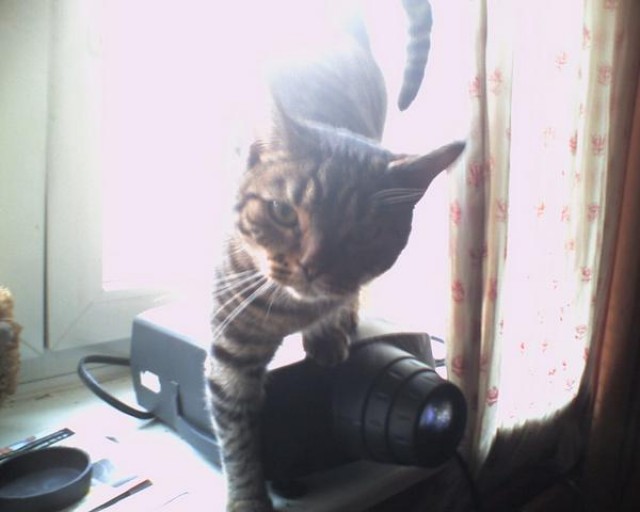 Meine Katze Ming sucht ein neues zuhause ... - Abessinier - Hamburg
