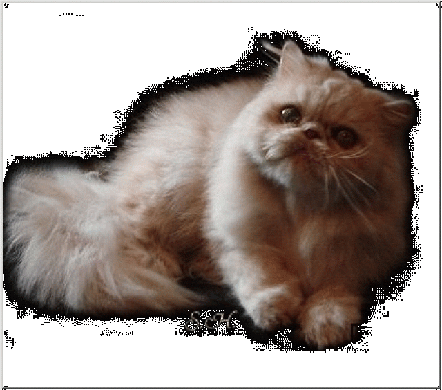 Schmusiger PERSER Kater 3,5 Jahre jung!!! - Perser - Illingen