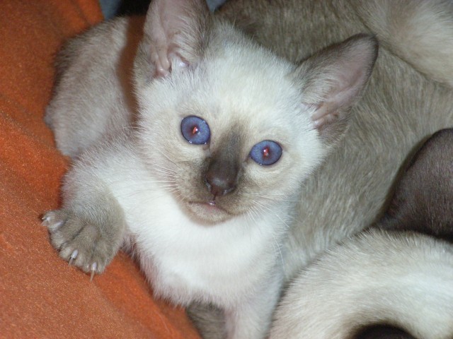 Siam-Babys - Siam - Kassel