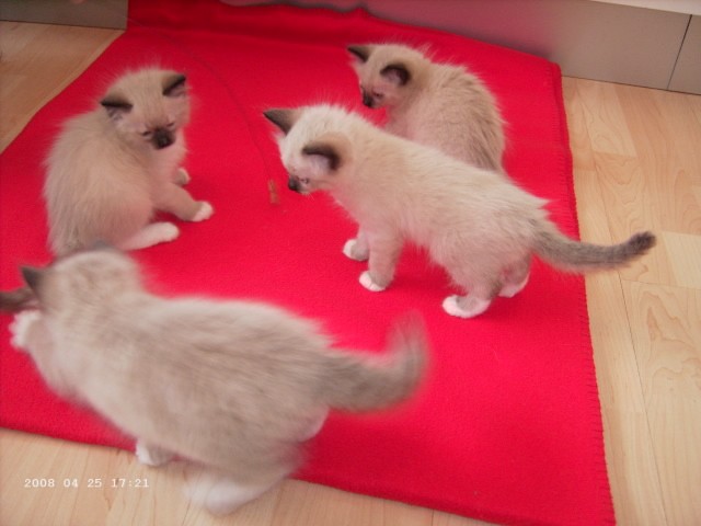 Ragdoll-Kitten - Ragdoll - Dortmund