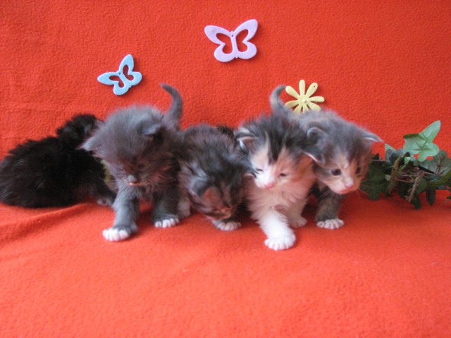 Traumhafte Coonie-Kitten suchen noch Schmuseopfer - Maine Coon - Troisdorf