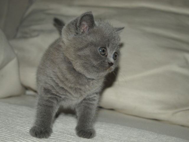 BKH/Kartäuser Katze - British Kurzhaar - Varel