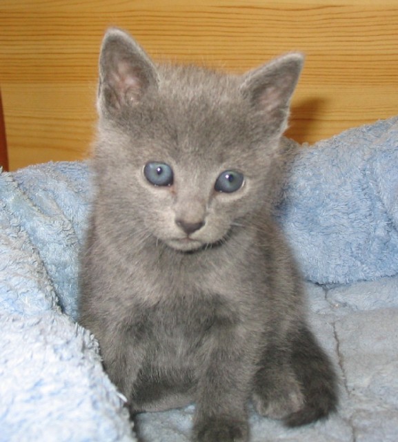 Russisch Blau Kitten - Russisch Blau - Dillenburg