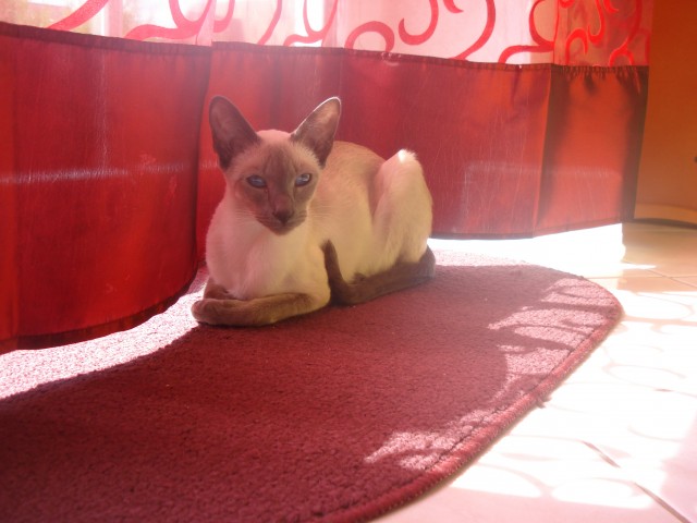 Siam /OKH Deckkater gesucht Raum67661 - Deckkater - Kaiserslautern