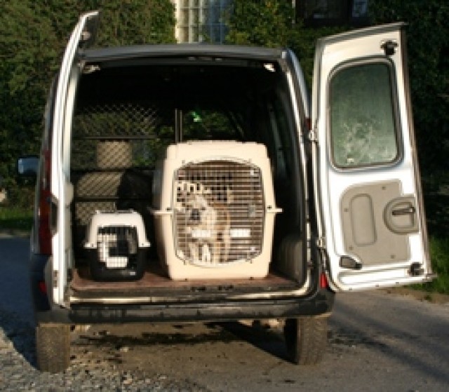 Tiertransporte - Katzen Zubehoer - Neugernsdorf