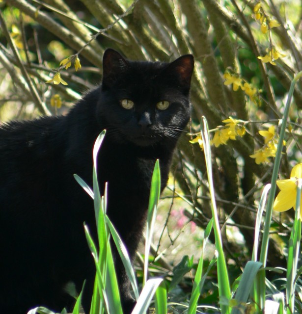 Liebevolle häusliche Katzenbetreuung im Raum Gevelsbeg - Katzensitter - Gevelsberg