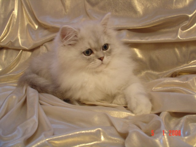 Ausgezeichneter Silver Shadded Perserkater zum Decken hat Termine frei! - Deckkater - Erbach