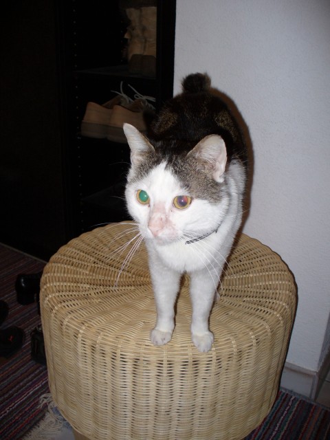 Ich suche ein liebevolles Zuhause - Hauskatzen - Rangendingen