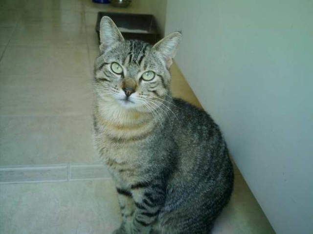 RX, der Traum Zweitkater!!! - Hauskatzen - Oberhausen