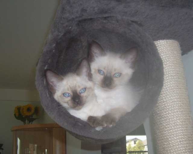 Thai-Kitten - Thai - Hollabrunn