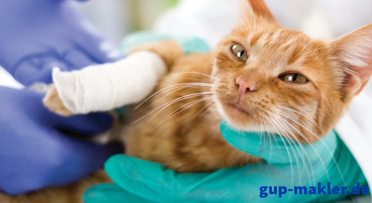 Katzen-OP-Versicherung! - Zubehoer - Berlin