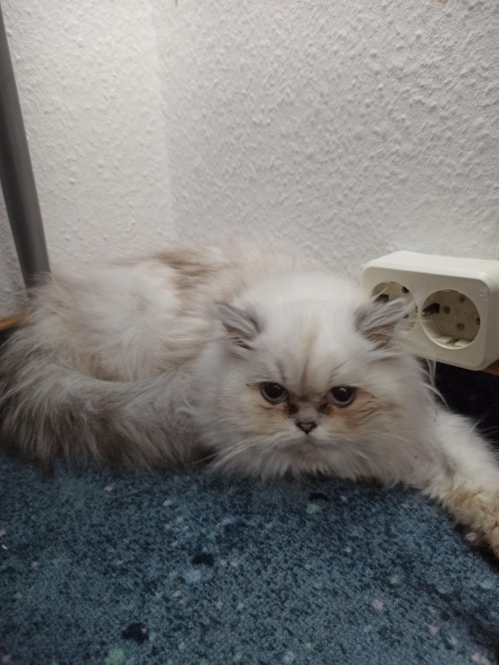 Katze persische , weiß, selbständig,sehr liebvoll  - Hauskatzen - Bad Neustadt 