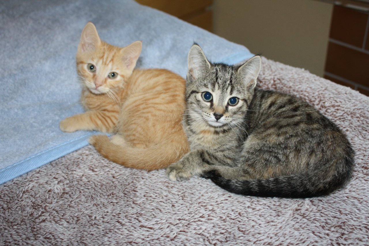 Katzenkinder BKH Mix Weibchen zur Abgabe - Hauskatzen - Gladbeck
