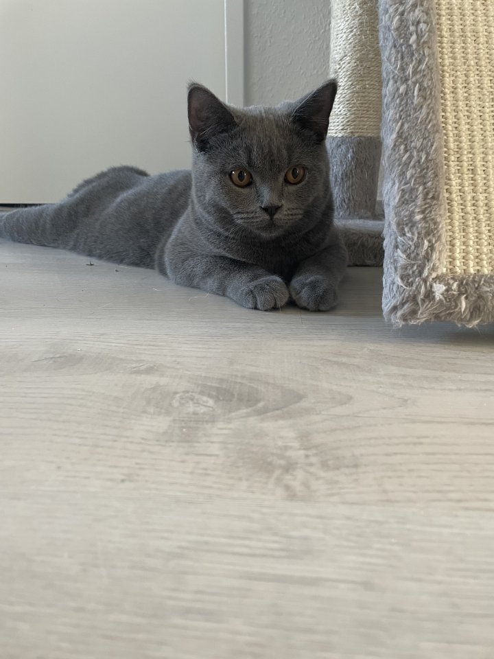 Ein schönes Zuhause für unseren BKH Kitten - British Kurzhaar - Bremen