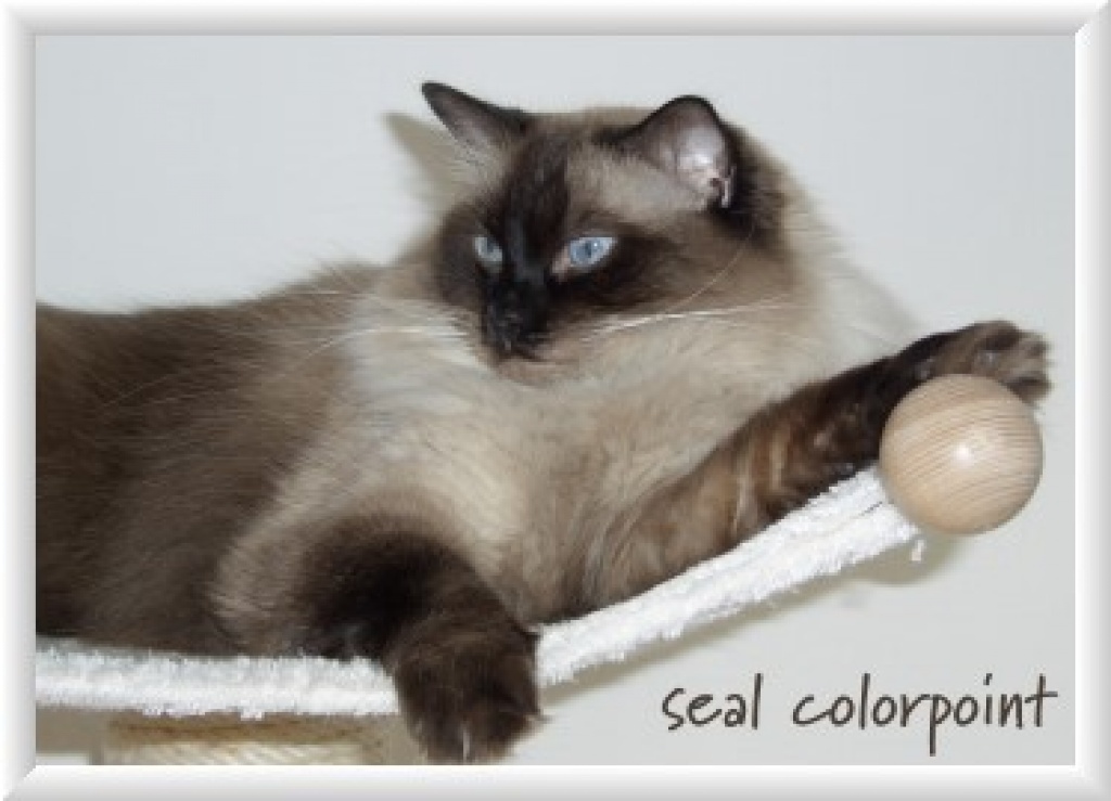 Colourpoint Deckkater gesucht - Colourpoint - Künten