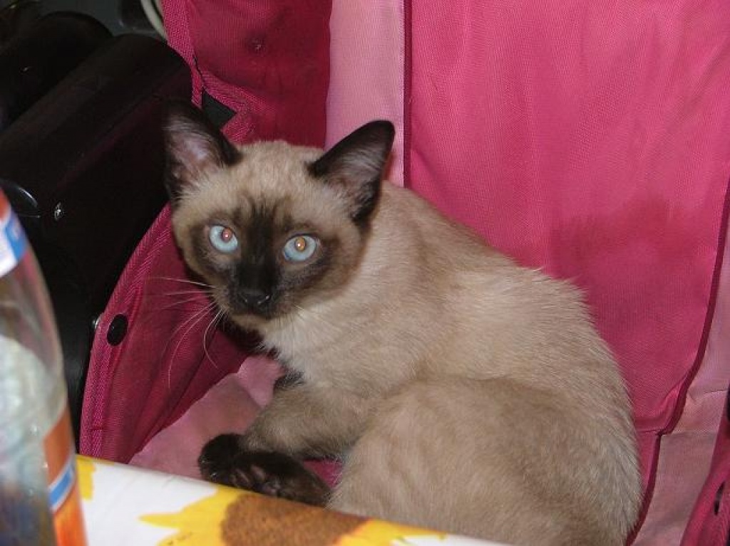 Deckkater Siam gesucht - Deckkater - Schweinfurt
