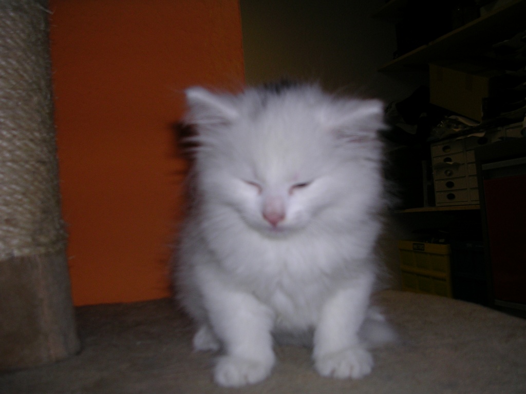 Kimba, unser echter norwegischer Waldkater - Norwegische Waldkatze - Berlin