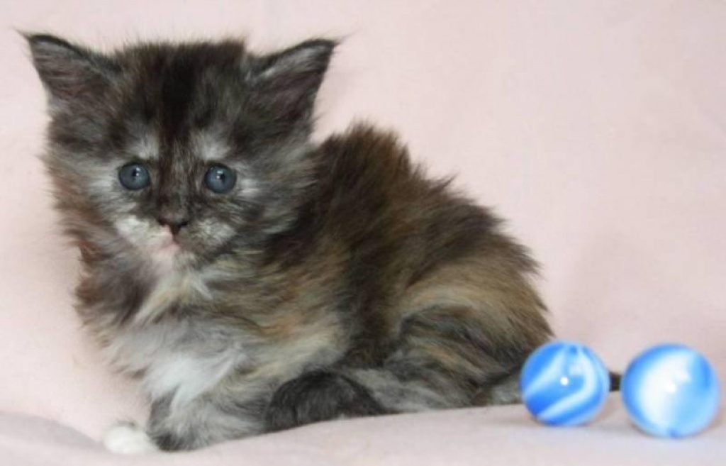 Wunderschönes Maine Coon Mädchen in seltener Farbe!!! - Maine Coon - Bergkirchen