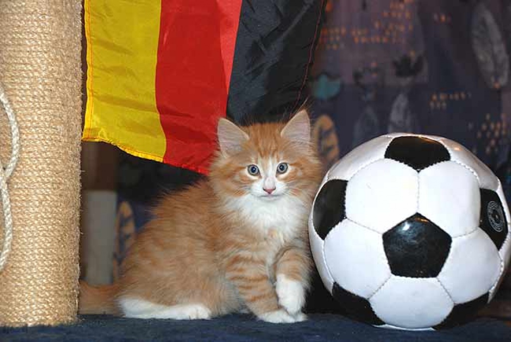 Süße Norweger Babys - Norwegische Waldkatze - Brand